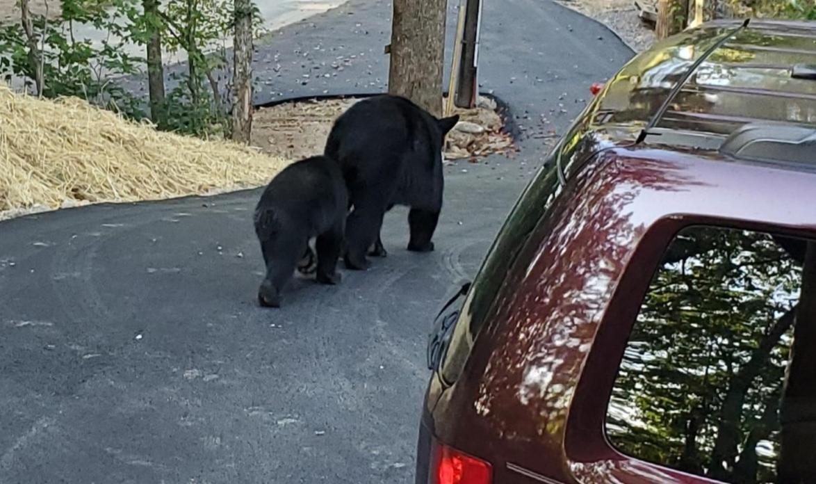 Can'T "Bear" To Leave Villa Sevierville Exteriör bild