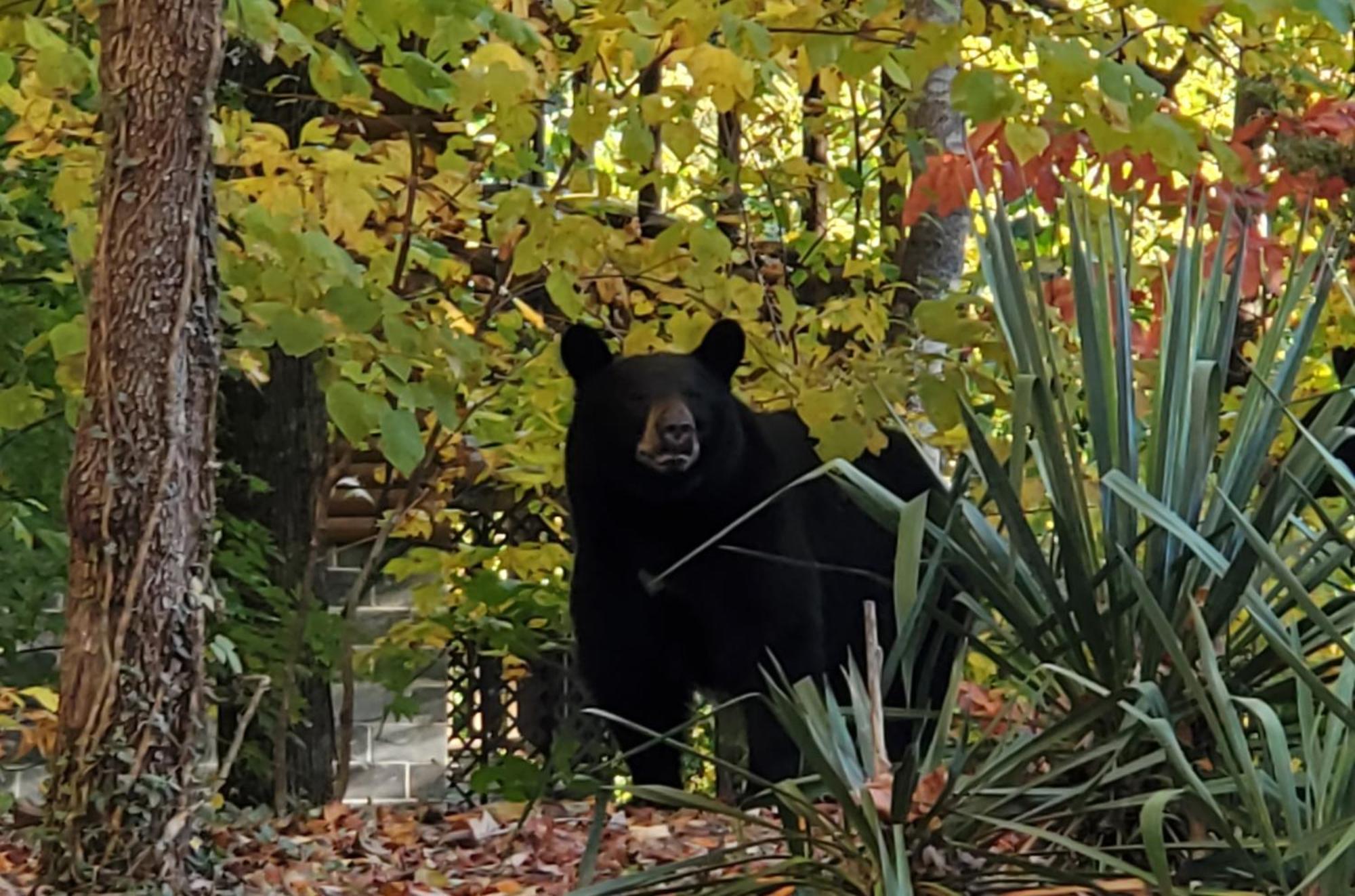 Can'T "Bear" To Leave Villa Sevierville Exteriör bild