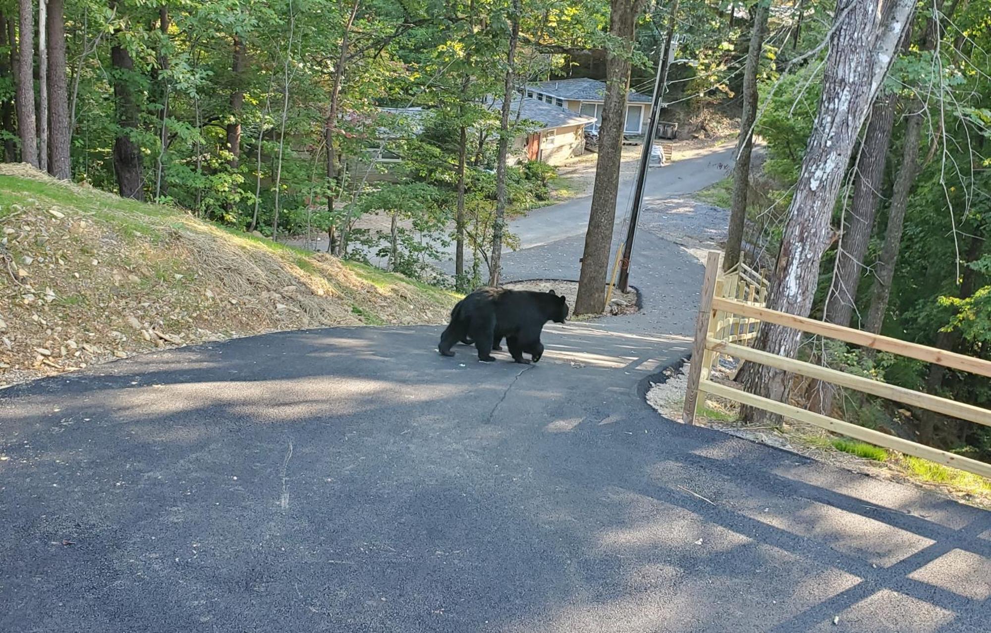 Can'T "Bear" To Leave Villa Sevierville Exteriör bild